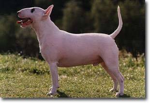 Ch. Urian vom Telgei